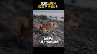 我家公狗尿尿不抬腳？｜熊爸估狗