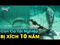 ✈️ Giải Mã 8 Bí Ẩn Kinh Ngạc Dưới Đáy Đại Dương Mà Có Thể Bạn Chưa Biết | Khám Phá Đó Đây