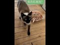 搞笑集錦 13 臭不可聞！貓貓以為你在吃💩；smelly food cat thinks you re eating poop