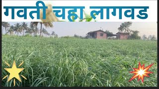 गवती चहा लागवड - एक नवीन पीक #farming #lemongrass  #tea #vidioviral