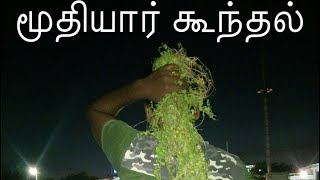 Muthiyar kundhal | Hair fall | கூந்தல் அடர்த்தியாக வளர முதியார் கூந்தல்| மூலிகை கானல்|mooligai kanal