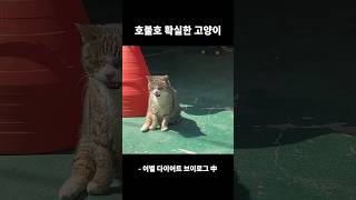 의사표현 확실한 편 #vlog