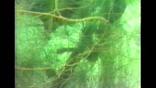 Ghost nets #silent #killers #lost #GillNets #shorts #environment #fishing #fish #happy #nature #fun