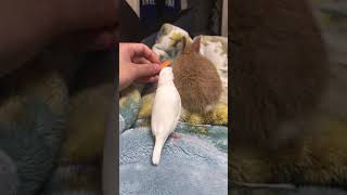 白文鳥のマーちゃんとネザーランドドワーフ のうーちゃん　Java sparrow   finch   rabbit