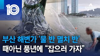 부산 해변가 ‘물 반 멸치 반’…때아닌 풍년에 “잡으러 가자” | 뉴스TOP 10