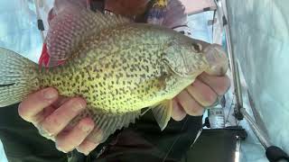 Catching Giant Crappie! Ice Fishing!