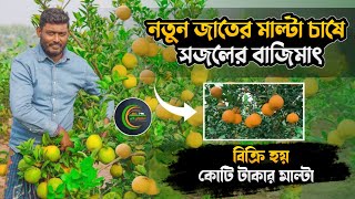 নতুন জাতের মাল্টা চাষে সজলের বাজিমাৎ | ওয়াশিংটন নেভাল মাল্টা | ইয়েলো মাল্টা | Yellow malta