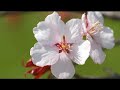 dwarf flowering fuji cherry tree kojo no mai in a 3 litre pot