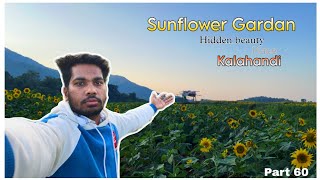 Sunflower Gardan Bhawanipatna || Surajmukhi fool Bagicha video || Kalahandi Sunflower Gardan Video