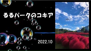 るるパークの秋「コキアの紅葉」2022　杵築市