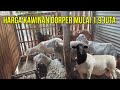 REVIEW HARGA KAWINAN DORPER HARGA MULAI 1,9 JUTA DI KANDANG SAYAPE JAGAD FARM KEDIRI