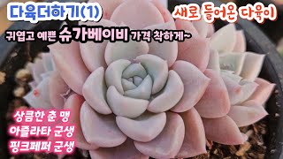 다육더하기(1) 예쁜 군생 다육이 춘맹 8천 핑크페퍼 아즐라타 핑크스파