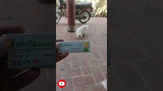 contraceptive famila injection for cat  #viral #shorts