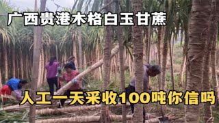 广西农村砍甘蔗真厉害，人工砍装背一天采收100吨甘蔗，实在佩服，木格白玉蔗就是那么好采收，就是种植过程很麻烦费人工