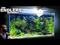 The Endlers Waterway: 3ft NO FILTER Endler Guppy ECOSYSTEM (Aquascape Tutorial)