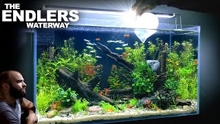 The Endlers Waterway: 3ft NO FILTER Endler Guppy ECOSYSTEM (Aquascape Tutorial)