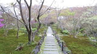 宝筐院　桜　嵯峨野