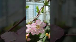 앵두로 변신해 돌아오겠습니다~앵두꽃(Cherry)🌸짱의손바닥정원🌿