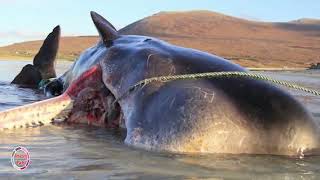 What Was Found Inside The Stomachs of These Whales Is Just Shameful