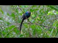 長尾輝椋鳥 長尾麗椋鳥 long tailed glossy starling