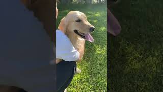 毎日この笑顔に癒されてる☺️☺️  #shorts #short #shortvideo #goldenretriever #犬 #犬のいる暮らし #dog