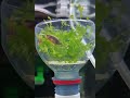 CPD fish, celestial pearl danio aka galaxy rasbora