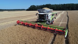 Claas Lexion 8900 - Harvest 2019