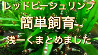 レッドビーシュリンプ　簡単飼育浅ーくまとめました