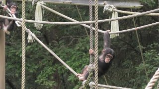 We love playing with ropes!  by Ibuki and Plum  僕らはロープ遊びが大好き！　イブキとプラム　Chimpanzee 多摩動物公園