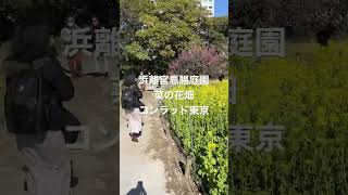 浜離宮恩賜庭園 菜の花畑＆コンラッド東京