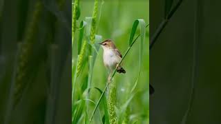 the charming zitting cisticola in its natural habitat