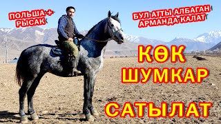 Жетишип кал! Таза кандуу АТ сатылат ~ Польша + Рысак