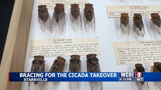 'Cicada-geddon': Big bug brood planning to emerge