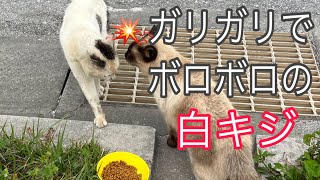 野良猫 餌が欲しい白キジでも縄張りボス猫はそれを許さない😨#野良猫#縄張り争い#猫島#猫動画