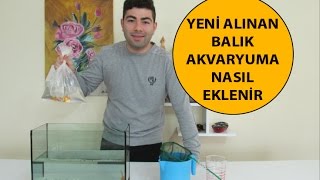 Yeni Alınan Balık Akvaryuma Nasıl Eklenir