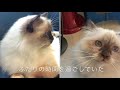 秋らしい過ごし方を楽しむバーマンたち【必死すぎるネコ】（バーマン猫）birman cat