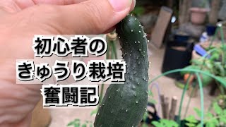 【活かす暮らし】初心者がフェルトポットできゅうり栽培してみたら、採れたのはたった一本の極小きゅうり　 種から収穫まで　How a beginner harvested a small cucumber