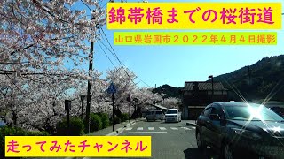 走ってみたチャンネル　錦帯橋の桜並木２０２２　NO９０８