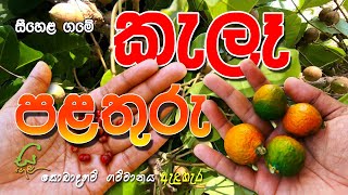 සීහෙළ ගමේ කැලෑ පළතුරු - සීහෙළ සොබාදහම් ගොවි ගම්මානය - ඇළහැර