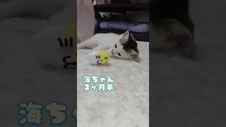 【保護猫広場】7月の譲渡会のお知らせと子ネコたち【ラブハピ】