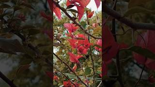 #beautiful#bougainvillea#flowers#gardening