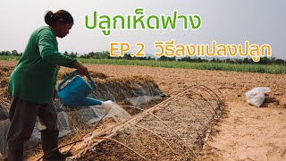 EP.2 วิธีลงแปลงปลูก || การปลูกเห็ดฟาง