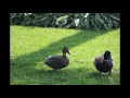 nos canards