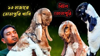 তোতাপুরি খাসি ১৩ হাজারে ও বিটল এবং হারিয়ানা নতুন কালেকশন। Ep-235