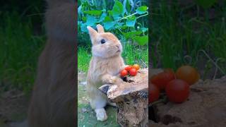 小兔子吃著番茄打個嗝真可愛。The rabbit burps after eating a tomato, so cute，トマトを食べるとげっぷをするうさぎがかわいい。#萌寵 #bunny