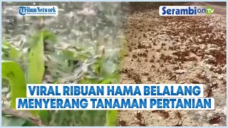 Viral Ribuan Hama Belalang Menyerang Tanaman Pertanian