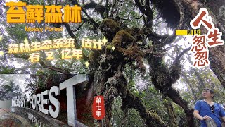 Ep7Malaysian trip@Cameron Highlands@Mossy Forest.Brinchang mountain with an altitude of 2031 meters.