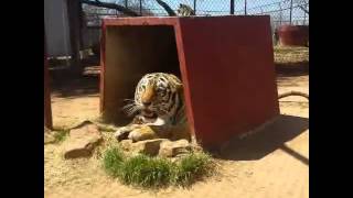 Angry Tiger Funny Vines: