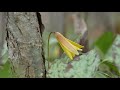 new york spring ephemeral wildflower identification