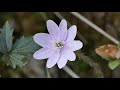 new york spring ephemeral wildflower identification